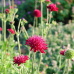 Knautia macedonica Grekisk vädd