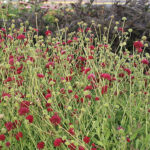 Knautia macedonica 'Mars Midget' Grekisk vädd