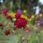 Knautia macedonica 'Mars Midget' Grekisk vädd