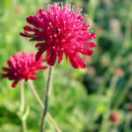 Knautia macedonica 'Mars Midget' Grekisk vädd