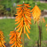 Kniphofia Cultorum-Gr. 'Mango Popsicle' 2L Fackellilja