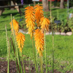 Kniphofia Cultorum-Gr. 'Mango Popsicle' 2L Fackellilja