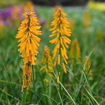 Kniphofia Cultorum-Gr. 'Mango Popsicle' 2L Fackellilja