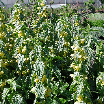 Lamium galeobdolon 'Hermann's Pride' Gulplister