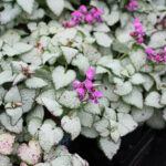 Lamium maculatum 'Beacon Silver' Rosenplister