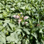 Lamium maculatum 'Pink Pewter' Rosenplister