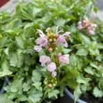 Lamium maculatum 'Pink Pewter' Rosenplister
