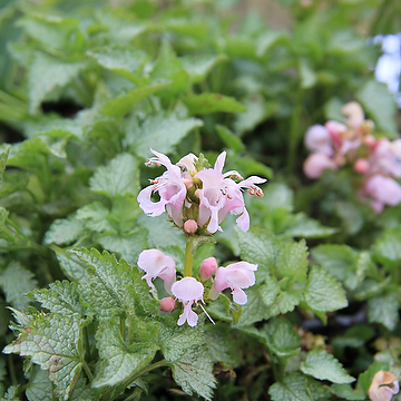 Lamium maculatum 'Pink Pewter' Rosenplister