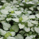 Lamium maculatum 'White Nancy' Rosenplister