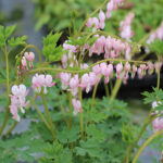 Lamprocapnos spectabilis 'Cupid' 2L Löjtnantshjärta