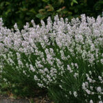 Lavandula angustifolia 'Arctic Snow' Lavendel
