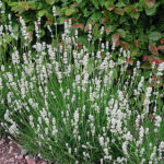 Lavandula angustifolia 'Arctic Snow' Lavendel