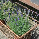 Lavandula angustifolia 'Hidcote' Lavendel