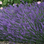 Lavandula angustifolia 'Hidcote' Lavendel