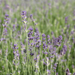 Lavandula angustifolia 'Munstead' Lavendel