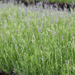 Lavandula angustifolia 'Munstead' Lavendel