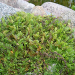 Leptinella squalida Krypkotula