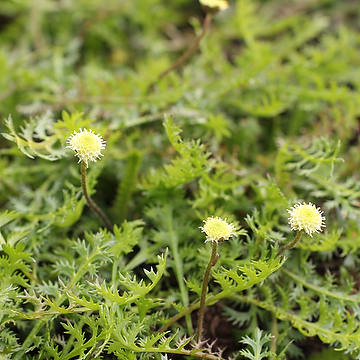 Leptinella squalida Krypkotula
