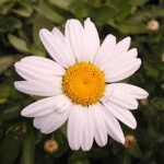 Leucanthemum superbum 'Dwarf Snow Lady' Jätteprästkrage
