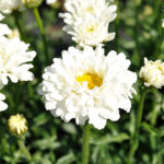 Leucanthemum superbum 'Victorian Secret' Jätteprästkrage