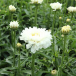 Leucanthemum superbum 'Victorian Secret' Jätteprästkrage