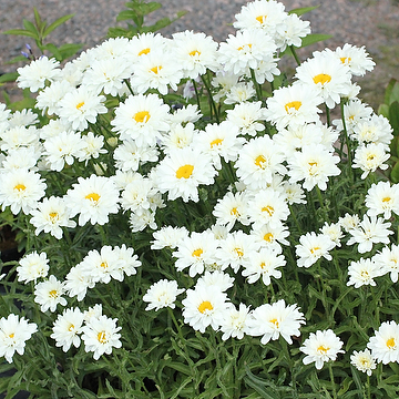 Leucanthemum superbum 'Victorian Secret' Jätteprästkrage