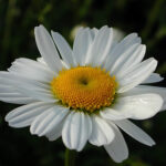 Leucanthemum vulgare 'Maikönigin' Prästkrage