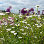 Leucanthemum vulgare Prästkrage