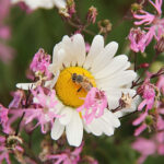 Leucanthemum vulgare Prästkrage