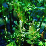 Levisticum officinale Libbsticka