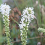 Liatris spicata 'Alba' Rosenstav