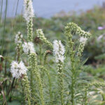 Liatris spicata 'Alba' Rosenstav