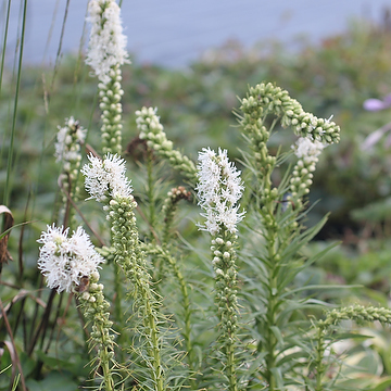 Liatris spicata 'Alba' Rosenstav