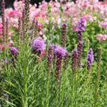 Liatris spicata Rosenstav