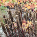 Liatris spicata Rosenstav