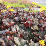 Ligularia dentata 'Britt-Marie Crawford' Klippstånds