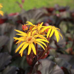 Ligularia dentata 'Britt-Marie Crawford' Klippstånds