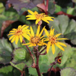 Ligularia dentata 'Desdemona' Klippstånds