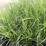Luzula nivea Silverfryle
