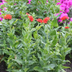 Lychnis chalcedonica Studentnejlika