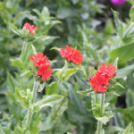 Lychnis chalcedonica Studentnejlika