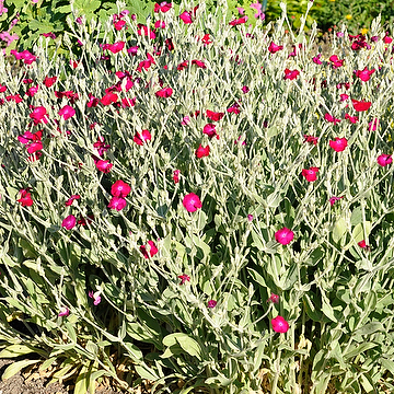 Lychnis coronaria Purpurklätt