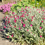 Lychnis coronaria Purpurklätt
