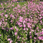 Lychnis flos-cuculi PETITE JENNY 'Lychjenpet' 2L Gökblomster