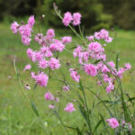Lychnis flos-cuculi PETITE JENNY 'Lychjenpet' 2L Gökblomster