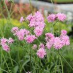Lychnis flos-cuculi PETITE JENNY 'Lychjenpet' 2L Gökblomster