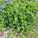 Lysimachia nummularia Penningblad