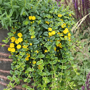 Lysimachia nummularia Penningblad