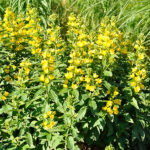 Lysimachia punctata Praktlysing