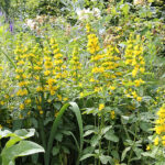 Lysimachia punctata Praktlysing